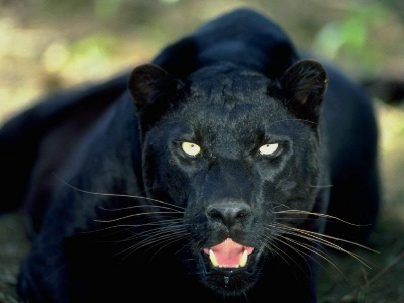 blackleopard.jpg image by shineto_2006