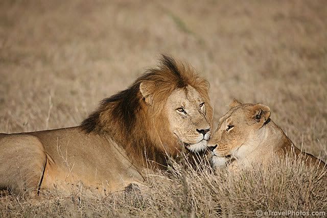 Lionesses Vs Crocodile. LION AND LIONESS March 14,