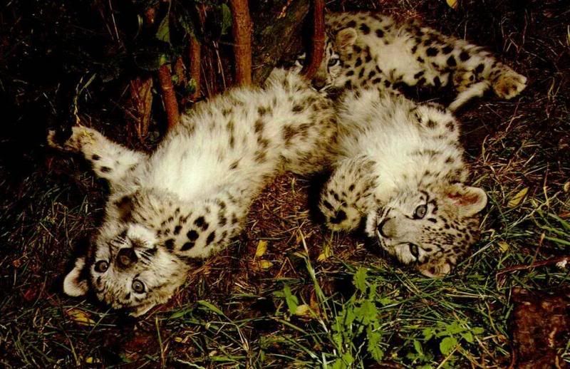 Snow Leopard cubs Wednesday, 4:09 AM