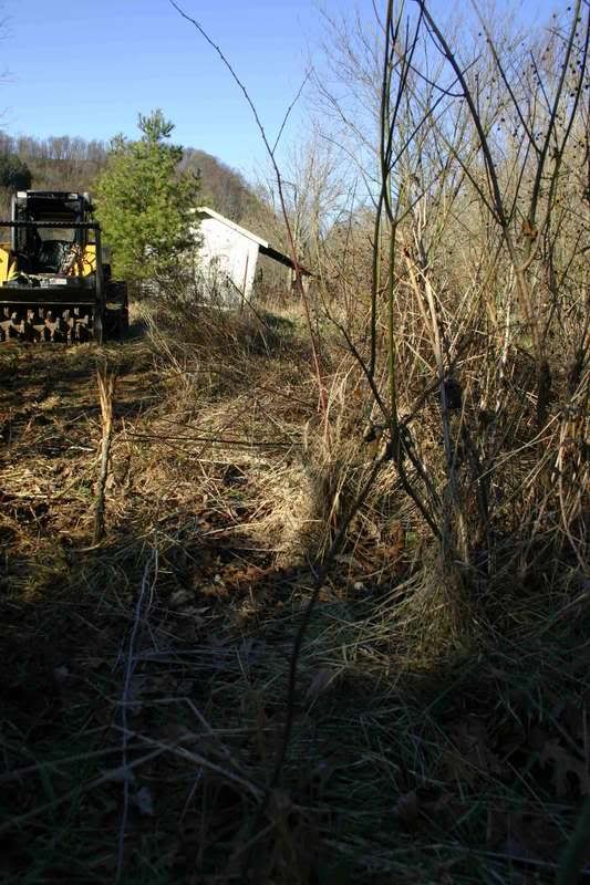 Chainsaw to cut saplings? - Homesteading Questions