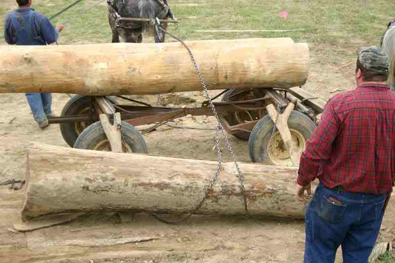 Tell me about selective tree thinning/loggin - Homesteading Questions