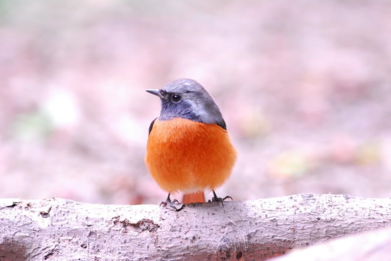 http://i91.photobucket.com/albums/k285/liangching/birds12/1.jpg