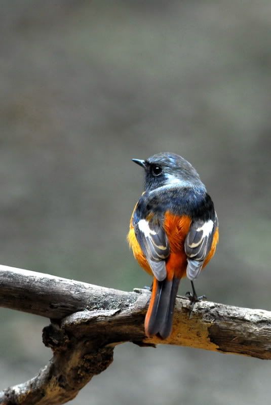 http://i91.photobucket.com/albums/k285/liangching/birds12/2.jpg