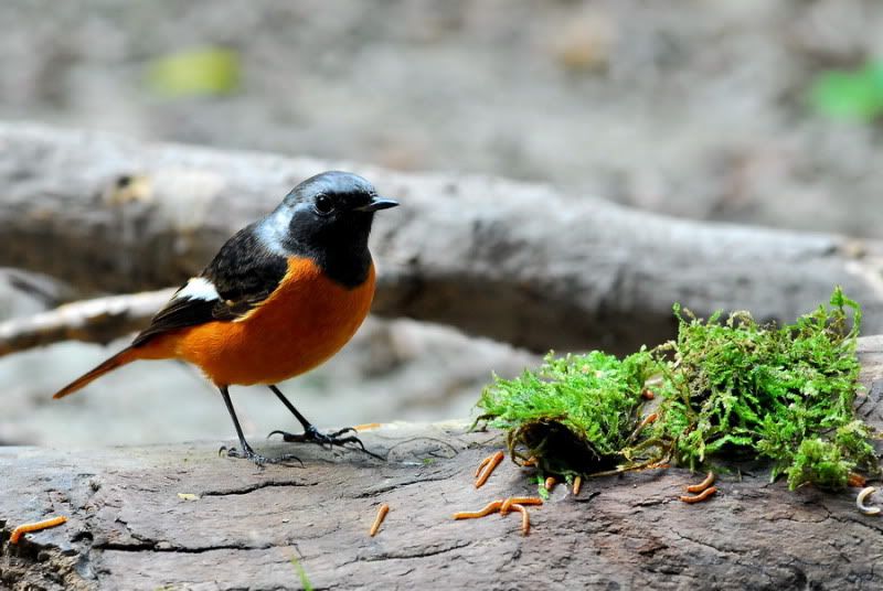 http://i91.photobucket.com/albums/k285/liangching/birds12/3.jpg