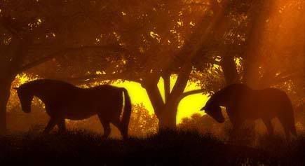 Sunset Horses