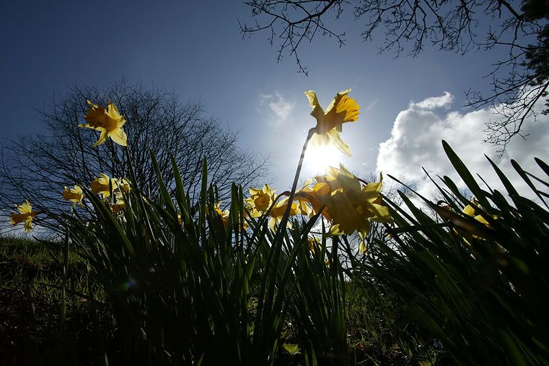 IMAGE: http://i91.photobucket.com/albums/k287/dinof/E98V6202www.jpg