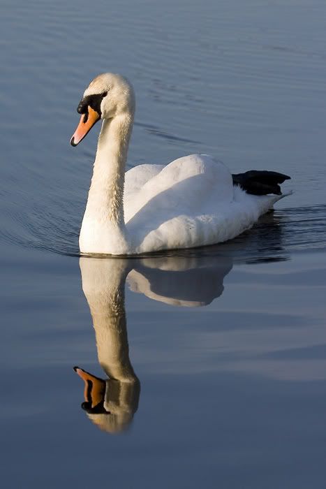 http://i91.photobucket.com/albums/k287/dinof/wales/swanw.jpg