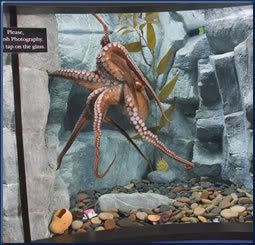 octopus aquarium