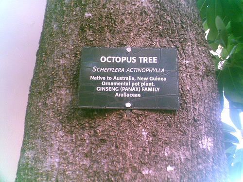 octopus tree