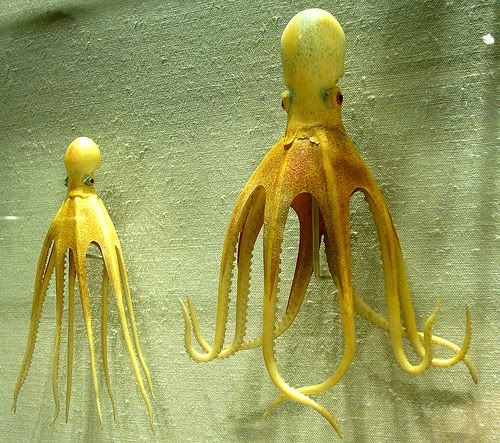 Octopus Corning Glass