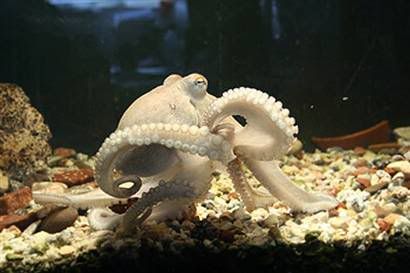 Octopus Hochner
