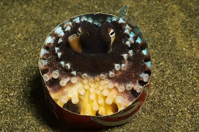 Octopus -Cocacola