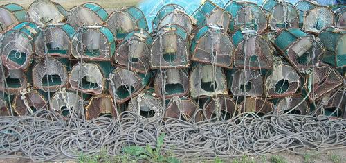 Octopus Cages