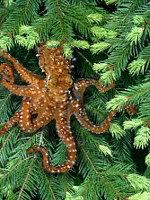 Octopus tree