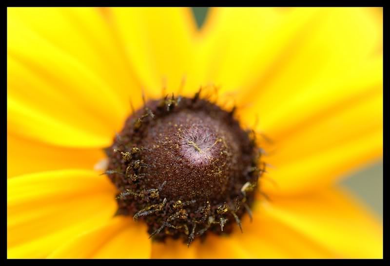 BlackEyeSusan1-1.jpg