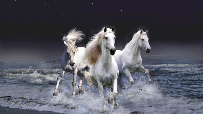 beautiful-white-horses-wallpaper-1920x1080-1008067.jpg