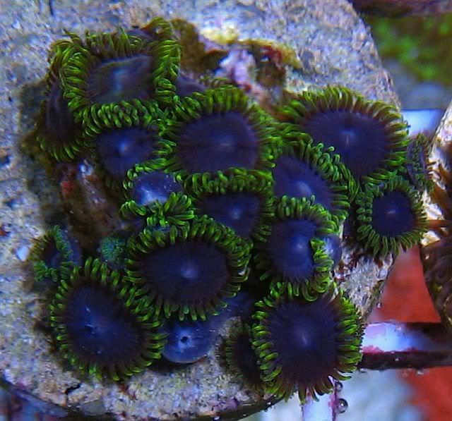 Joker Zoanthids