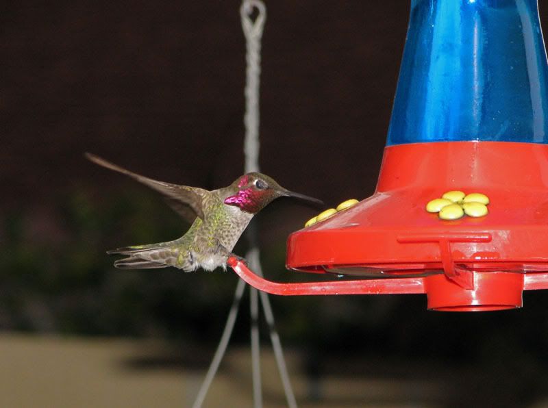 IMAGE: http://i91.photobucket.com/albums/k294/sfcnua/POTN/Flyingfavor.jpg