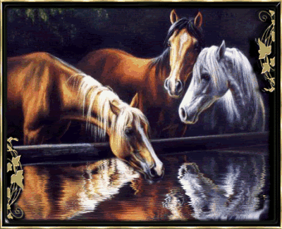 Horses Pictures, Images and Photos