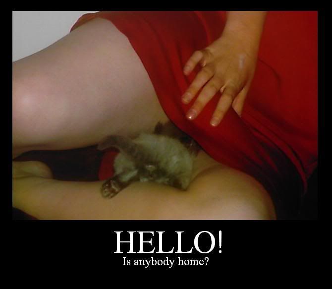 funny kitty inspirational picture