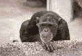 Chimpshakinghead.gif image by luckyazz