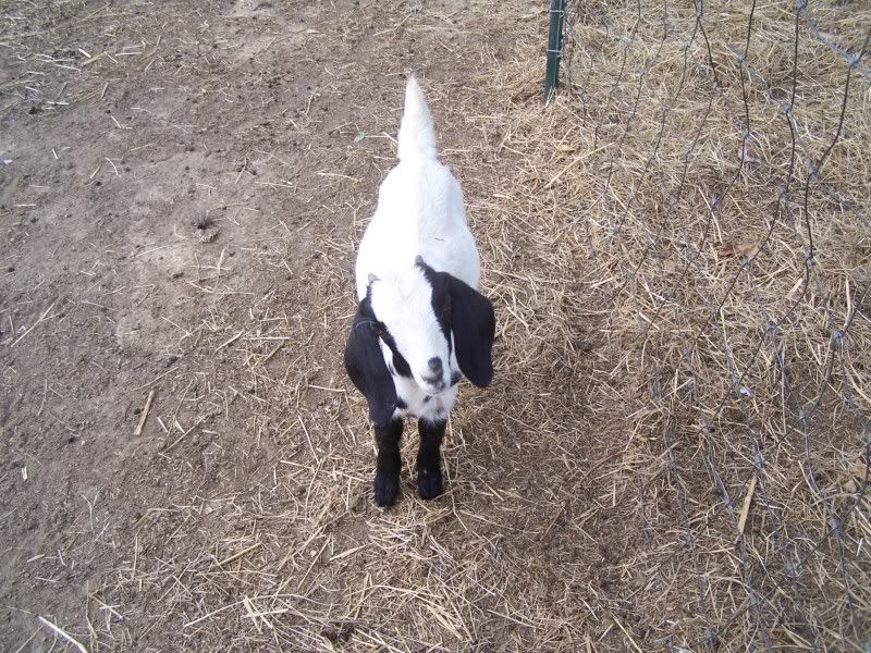 New to goats :) - Goats