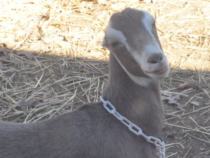 Clean windows and a goat should of known better (video) - Goats