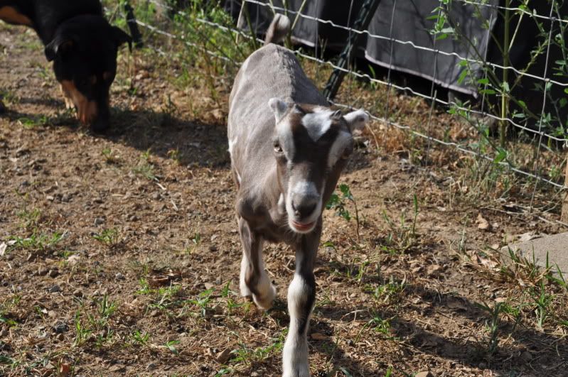 shaved the brat (pics) - Goats