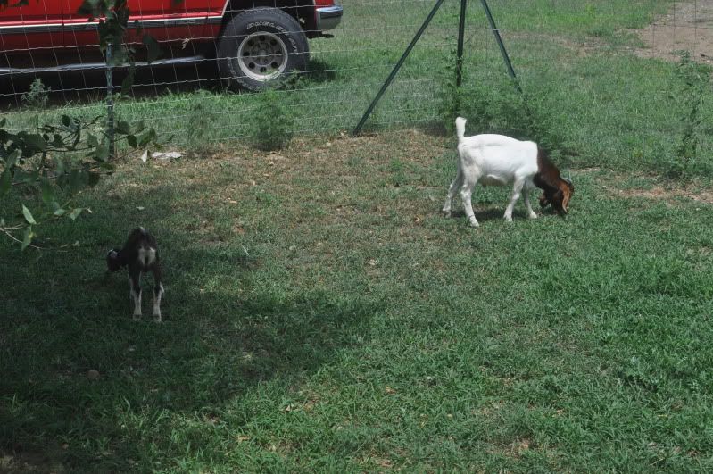 Big Red is warming up to his "lil sister" - Goats