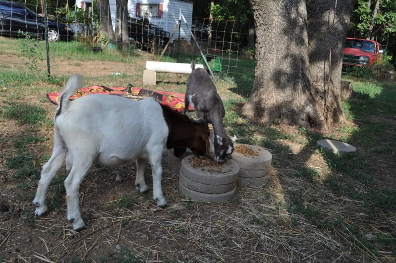 shaved the brat (pics) - Goats