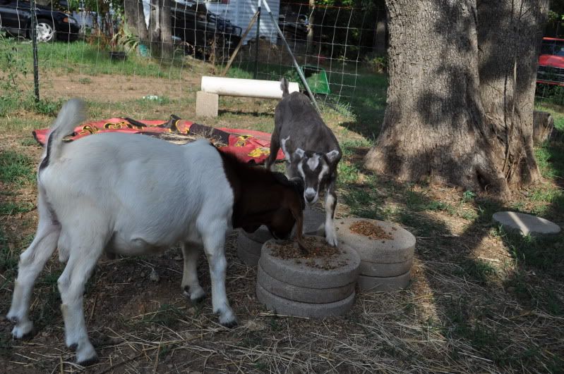 shaved the brat (pics) - Goats