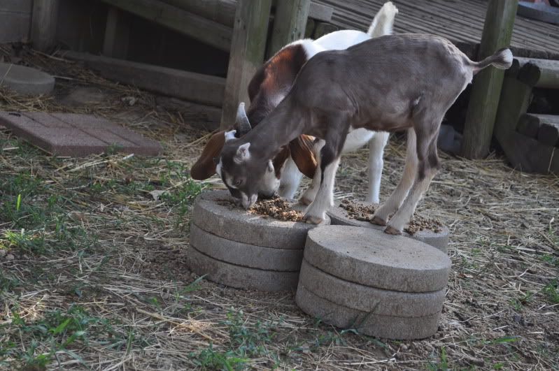 shaved the brat (pics) - Goats