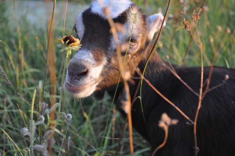 Time to laugh Monkey videos - Goats