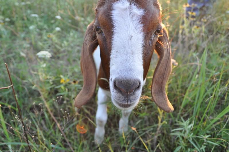 Time to laugh Monkey videos - Goats