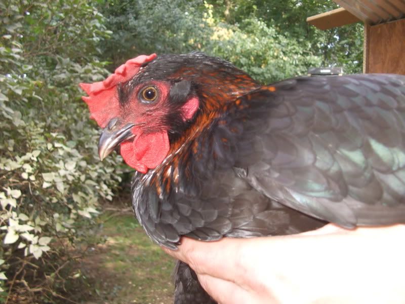 Floppy Combs & Paper Thin Eggs BackYard Chickens Learn How to Raise