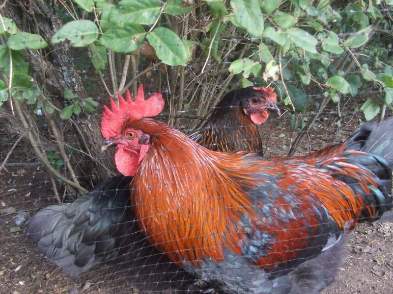 Floppy Combs & Paper Thin Eggs BackYard Chickens Learn How to Raise