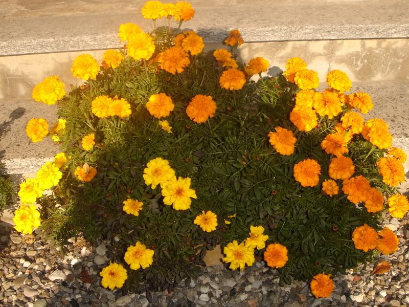 Ciboefiori005.jpg