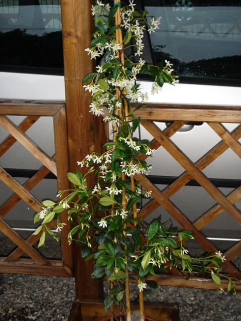 Rhyncospermumjasminoides-daFamila17.jpg