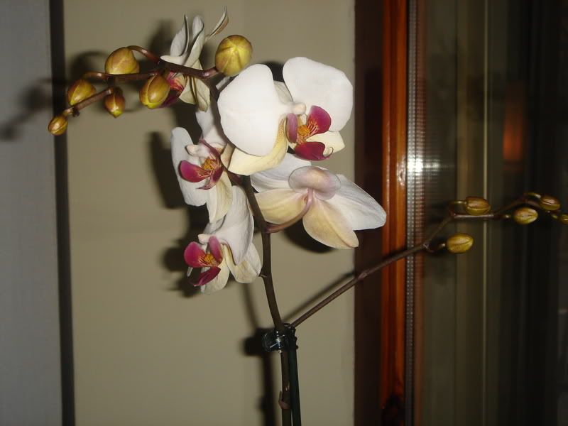 Phalaenopsis006.jpg