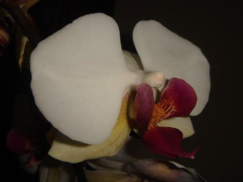 Phalaenopsis007.jpg