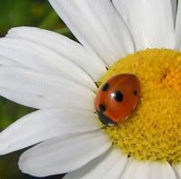 Coccinella20quinquepunctata20-20Fue.jpg