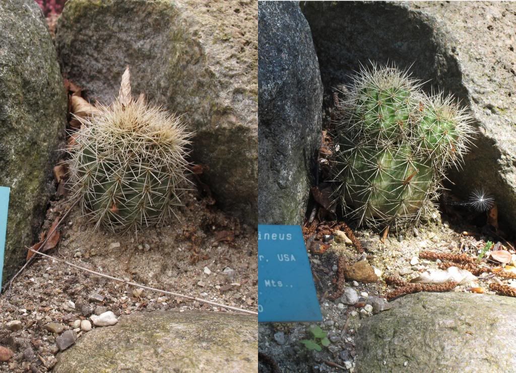  photo Echinocereuscoccineus-lidtmereendeacutenvaeligkstsaeligson6april2013-26maj2014_zps51f08c74.jpg