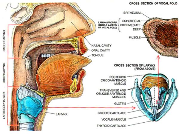 What Is A Voice Box Device