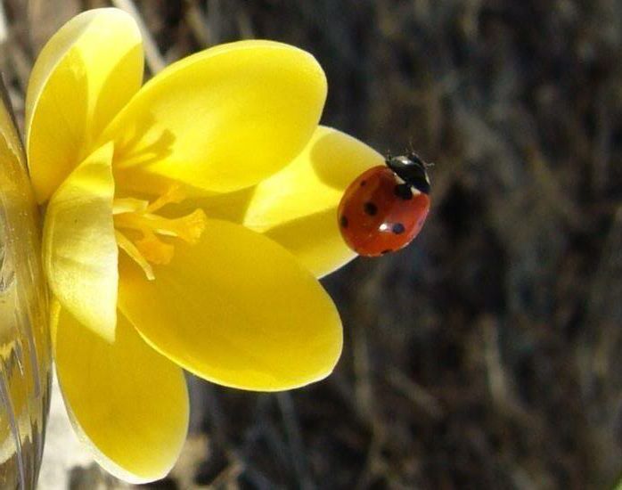 Ladybug Pictures, Images and Photos