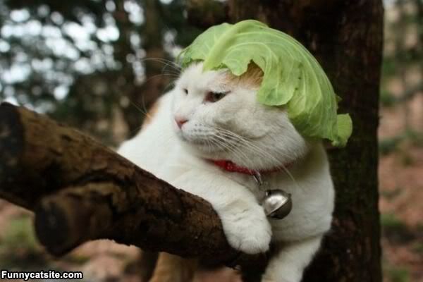 Lettuce Cat Is So Last Week. Mock Me For Being Behind The Times. Stares 