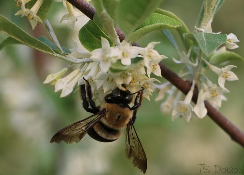 IMAGE: http://i91.photobucket.com/albums/k303/CanopicJar/Bumblebee1web.jpg