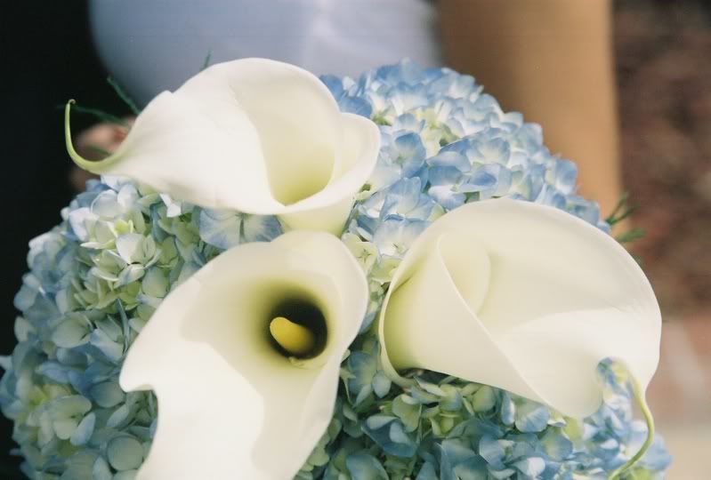 My bouquet of calla lilies and hydrangea Pictures, Images and Photos