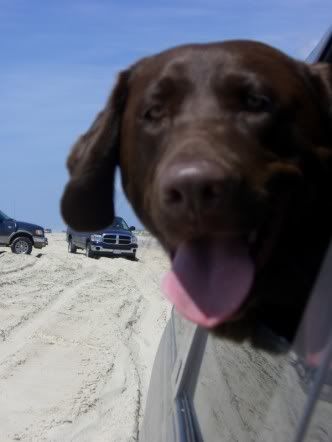 of50332442.jpg driving on the beach image by brookevt02