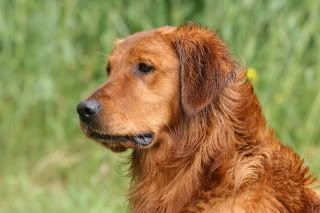 Golden &amp; Labrador Retriever Dog Breeding and Training ...