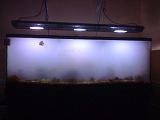 4e8cb623.jpg image by Dragon2115